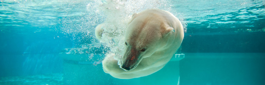 Polar Bear Swimming Underwater